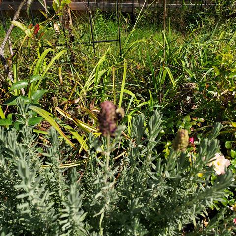 a faded lavender flower with a bumblebee exploring.  the rest of the lavender plant is seen underneath