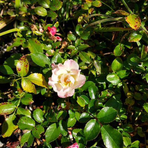 a small white rose with a pink blush on the edges.  rose bush leaves surround it . a couple pink petals from a rose-gone-past can be seen above