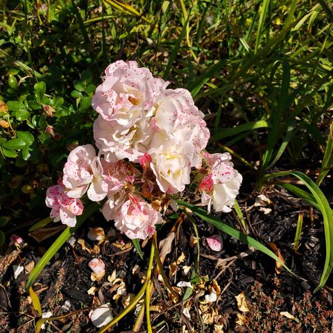 a cluster of white roses with pink spots and tinge.