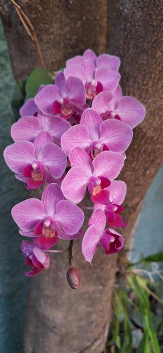 Foto de orquídea florida agarrada ao tronco de uma árvore. O cacho de flores tem umas 12 flores, de coloração rósea, raiadas, com o centro de cor rosa mais intensa.