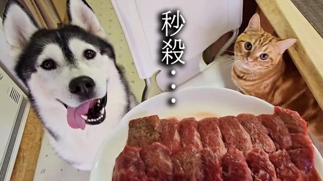 大好物なお肉を食べた子猫と犬達の反応がこちらです...