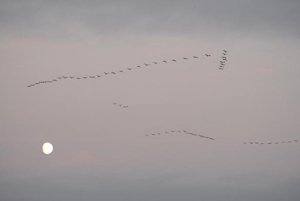 Mehrere v-förmige Kranichformationen fliegen im Abendhimmel am Mond vorbei.