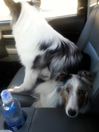 A dog sits in the passenger seat of a car. Another dog is sitting right on top of that dog because he is a jerk.