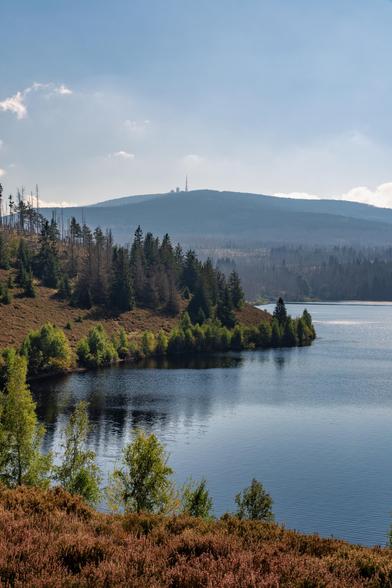 Dieses vertikale Landschaftsfoto zeigt eine ruhige, weite Naturansicht, dominiert von einem See, Wäldern und einem bewaldeten Berg im Hintergrund.
Im Vordergrund erstreckt sich ein dichter Teppich aus rötlich-braunem Heidekraut, das der Szene eine warme, herbstliche oder spätsommerliche Textur verleiht. Darüber sind einige helle, junge Laubbäume mit leuchtend grünem Laub zu sehen.
Der Mittelgrund wird vom dunkelblauen Wasser eines Sees oder Stausees bestimmt, dessen Oberfläche leicht gekräuselt ist und das Licht reflektiert, wodurch einige glitzernde Highlights entstehen. Das Ufer wird von einem kleinen, grünen Kap oder einer Biegung eingerahmt, das dicht mit Nadelbäumen und Büschen bewachsen ist. Dahinter steigt ein Hang steil an, bedeckt mit einem Mischwald, in dem einige abgestorbene oder vertrocknete Bäume (wahrscheinlich Fichten) stehen, was auf frühere Trockenheit oder Schädlingsbefall hindeutet.
Der Hintergrund wird von einem majestätischen, sanft ansteigenden, bewaldeten Berg eingenommen, der in einem leichten Dunst liegt, der seine Konturen weicher erscheinen lässt. Auf der Spitze des Berges ist deutlich eine Sendeanlage oder ein Funkturm zu erkennen.
Der Himmel ist hellblau und klar, mit einigen weißen Cumuluswolken, die die Szene freundlich und sonnig erscheinen lassen. Das Licht ist klar und lässt die Farben des Vordergrundes leuchten, während die Ferne in bläulichem Dunst verschwimmt.
Insgesamt vermittelt das Bild einen Eindruck von Ruhe, Weite und der rauen Schö