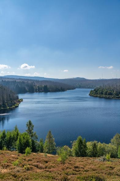 Dieses vertikale Landschaftsfoto fängt eine weite und ruhige Naturansicht ein, die von einem großen Stausee oder Flusslauf dominiert wird, umgeben von Waldlandschaft.
Im Vordergrund erstreckt sich ein dichter Teppich aus rötlich-braunem oder goldbraunem Heidekraut und Gräsern, das dem Bild eine warme, erdige Textur verleiht. Direkt dahinter wachsen einige hellgrüne, vitale Laub- und Nadelbäume, die die Szene einrahmen.
Der Mittelgrund wird vom dunkelblauen, tiefen Wasser des Sees oder Stausees eingenommen, dessen leicht gewellte Oberfläche das klare, helle Licht reflektiert. Das Gewässer erstreckt sich in die Tiefe und verschwindet zwischen den bewaldeten Ufern, wodurch der Eindruck eines langgezogenen Tals oder eines Flussbettes entsteht.
Die Uferränder und der Hintergrund sind dicht bewaldet. Man erkennt deutlich, dass große Teile der Wälder, insbesondere am linken Ufer und in der Ferne, aus abgestorbenen, grauen Baumstämmen bestehen. Diese wirken wie eine silbrige oder geisterhafte Textur und deuten auf die weitreichenden Schäden durch Trockenheit oder den Borkenkäfer in der Region hin. Nur kleine Inseln von vitalem, dunklem Grün sind noch erkennbar.
Die Horizontlinie wird von sanft ansteigenden, bewaldeten Hügeln gebildet, die durch den atmosphärischen Dunst leicht bläulich erscheinen. Am äußersten Horizont sind ganz rechts zwei schlanke Türme (möglicherweise Sendemasten, wie sie auf dem Brocken typisch sind) angedeutet.
Der Himmel ist klar, hellblau und weit, mit einigen