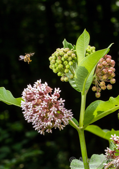 Photo of the top of a milkweed plant, dramatically lit, with flowers in various stages of development. A small bee hovers at top left over a giant pink ball of open flowers.