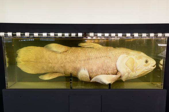 Cœlacanthe préservé dans la collection de zoologie de Sorbonne Université.