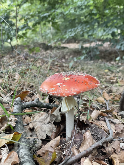 Vliegenzwam paddenstoel rood met witte stippen