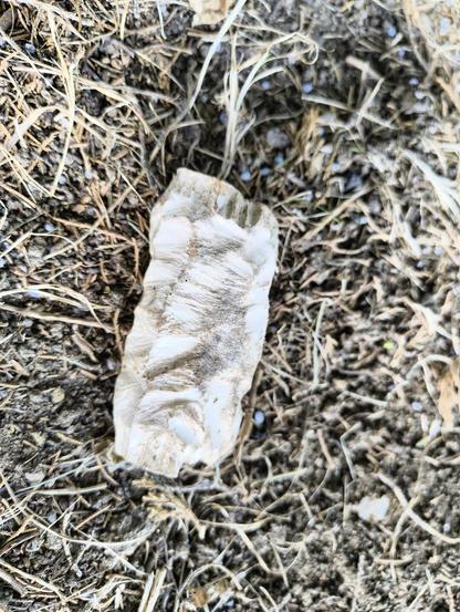 A piece of gnawed bone lying on pine needles and assorted debris.
The bone is white  and the pattern of gnawing is very abstract.