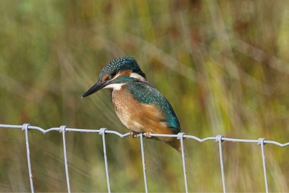 A beautiful Kingfisher perched on a wire fence, showing its vibrant blue-green and rufous plumage. A natural, blurred green and brown background enhances the subject. Please visit http://www.lukehaigh.co.uk. #Birds #lukehaigh #birdphotography #photography