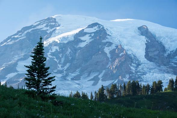 A tall evergreen tree stands in a green alpine meadow with wildflowers, while the massive snow-covered slopes and rocky ridges of Mt. Rainier rise dramatically in the background under a clear blue sky.