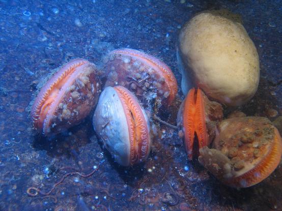 underwater photo of a cluster of clams on the sea floor