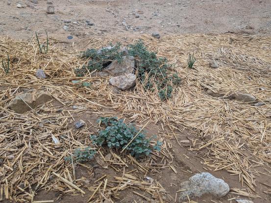 A straw-mulched depression in the ground with baby clover, onions, squash, and melon sprouts kimd of visible. Behind the basin it's apparent the landscape is sandy.