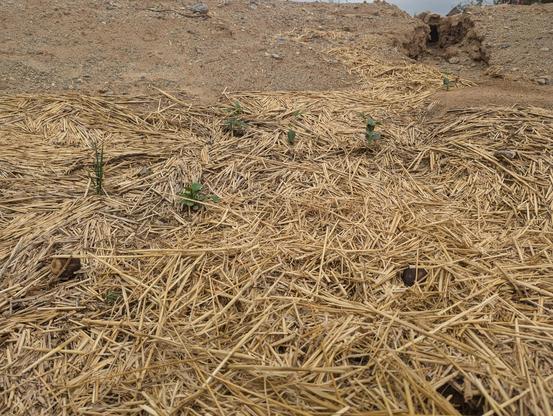 A straw mulched depression with a rainwater carved inlet featuring onion sprouts and baby cowpea plants