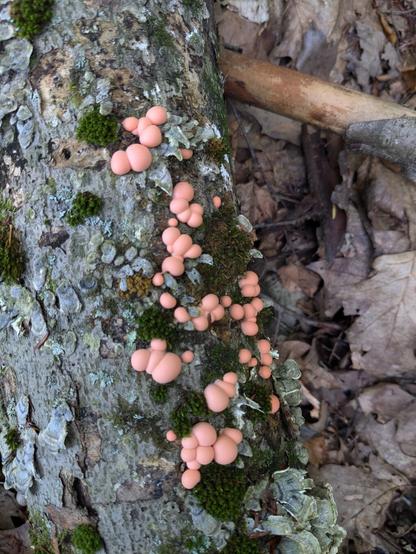 Small pink orbs interspersed with moss on a fallen tree branch