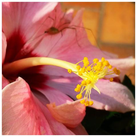 Close-up of a salmon-coloured hibiscus flower with bright yellow pistil and stamens. In the background on the right, a long legged harvestman can be seen out of focus.