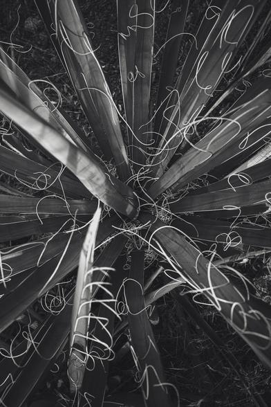 An agave as viewed from above.