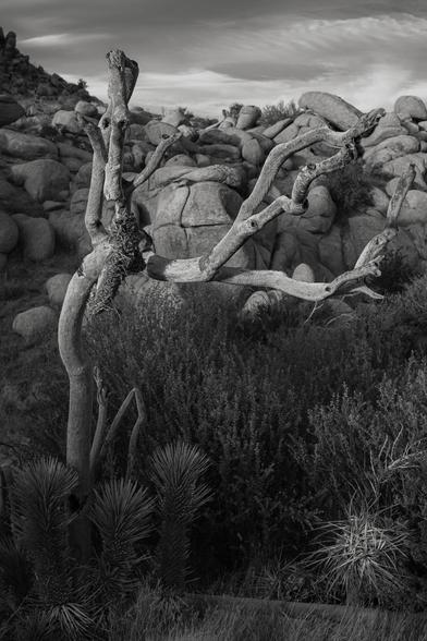 A weathered Joshua tree stands in the last rays of the day.