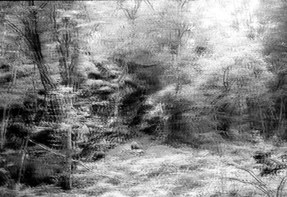 A black and white photo of the woods exhibits a dizzying, doubled effect caused by shaking