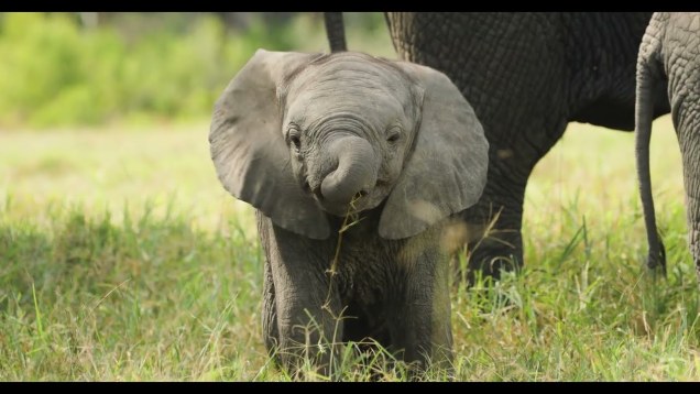 A baby elephant stands in the grass and looks at you