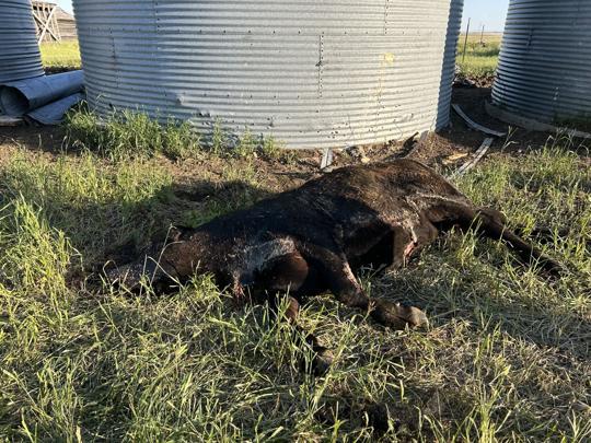 Lisa Schmidt, co-founder and operator of A Land of Grass Ranch discovered one of her yearling steers with a portion of the skin of its jaw torn off with seemingly surgical precision June 28, 2025. 
Image courtesy of Lisa Schmidt