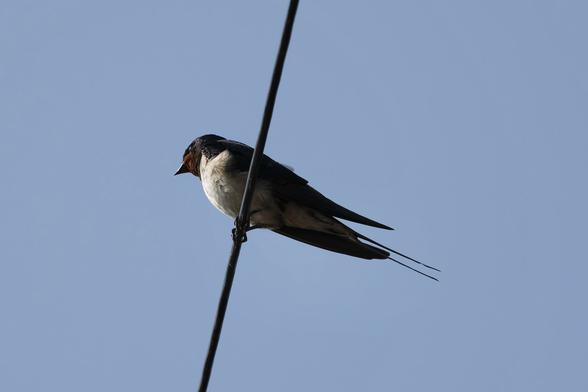A Barn Swallow, perches on a thin wire against a clear blue sky. It has dark upperparts and a pale belly, with a reddish-brown throat. Please visit http://www.lukehaigh.co.uk. #Birds #lukehaigh #birdphotography #photography