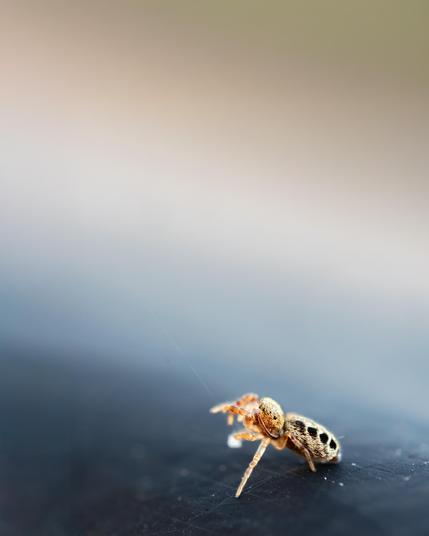 A mostly blur grey image that is almost black on the bottom. The othing mostlyly in focus is a very small jumping spider. The spider is up on four legs as it appears to be working with its palps to do something with silk