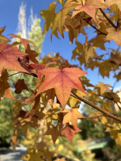 A photo of brunch of a sweetgum tree with leaves of wonderfully vibrant yellow, orange and red tones. In a blurred background, there’s very blue sky, a sunlit aspen and some other trees that still are green