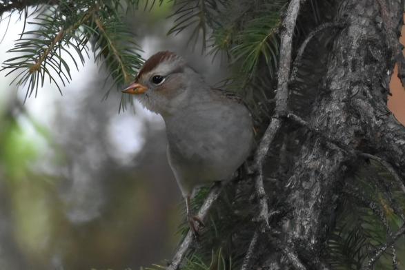 A small sparrow sits on a twin, looking to its right, branches and spruce needles in the background.  It is mostly grey, but with a thin black eye stripe below a broader white band. At the very top of the head is a dark rusty red band- this means this one is still a bit immature.