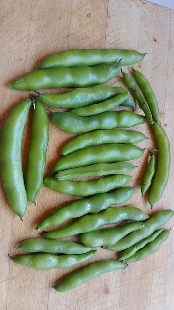 Lots of broadbean pods