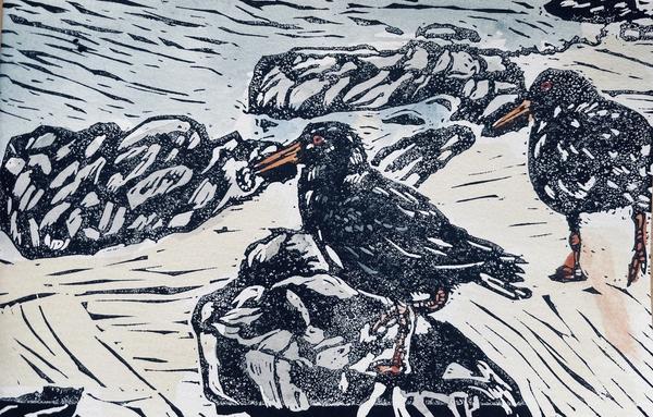 Sooty Oystercatchers
Paper daisy Prints, Scotts Head, NSW
