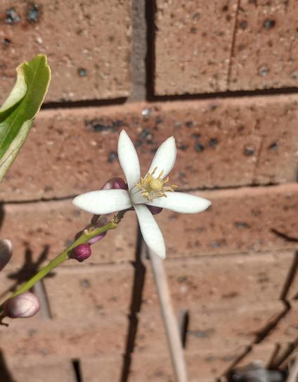 A white citrus flower