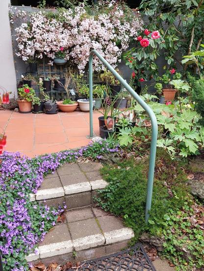 In the foreground are a couple of garden steps with masses of small purple flowers growing along the left side and a handrail on the right. Below the handrail small green plants line the right side of the steps. In the middle of the photo is an area with terracotta coloured tiles. In the background pots with plants in line the edge of the wall. Above the pots are masses of white flowers lining the wall. On the right of the white flowers are a couple of large red flowers and large green leaves of a small tree. Most of the tree is not in the photo.