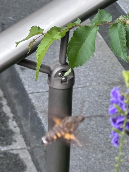 A hummingbird moth flying next to some purple flowers