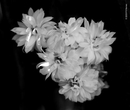 A group of blooming white roses, in monochrome