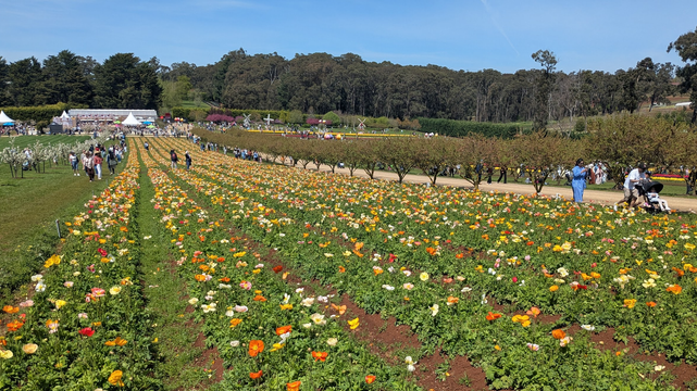 Rows of poppies at a tulip festival in Silvan (Victoria, Australia). Orange, red, pink, yellow, and white  flowers in lush green foliage, growing in rich brown soil. This is springtime.
There are model windmills and sun shades in the distance, with people wandering everywhere.