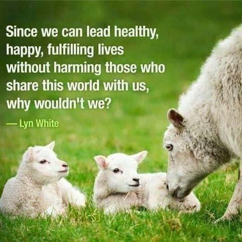 a mother sheep and two tiny sheep that lie in the grass... they look at their mother on the right.
Text: since we can lead healthy, happy, fulfilling lives without harming those who share this world with us, why wouldn't we? - Lyn White