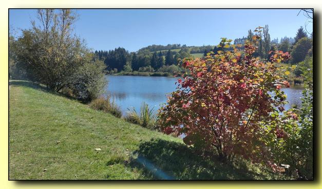 La nature est encore bien verdoyante en ce début octobre mais un petit arbre en bordure d'un plan d'eau montre déjà un feuillage doré.