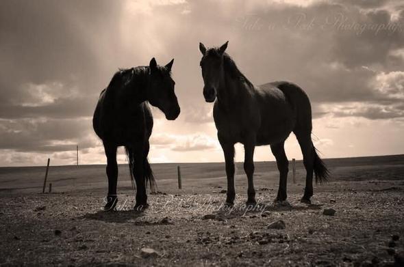 Storm approaching while I was laying in the pasture to take photos of two rescue horses