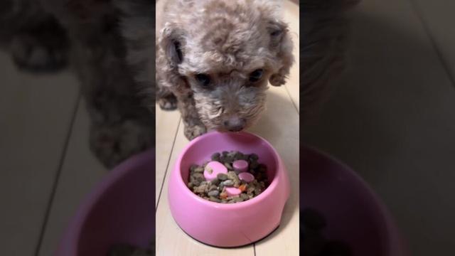 ココグルメのフィッシュトッピングだ〜！これ大好き！！❤️ #もこ #トイプードル #トイプー #タイニープードル #toypoodle #ココグルメ #CoCoGourmet