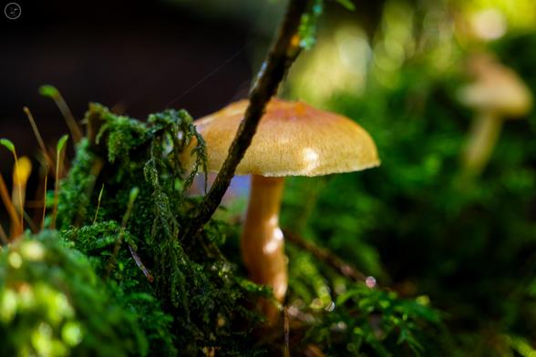 yellow mushroom in forest floor with moss and twigs