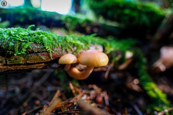 pair of yellow mushrooms growing on fallen log