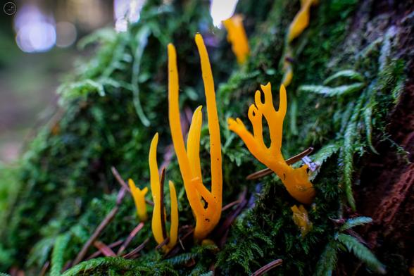 yellow fungus strands on forest floor