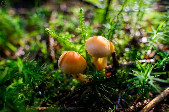 group of small mushrooms on forest floor