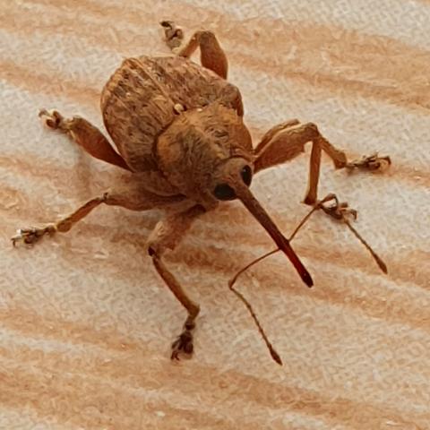 Curculio pellitus