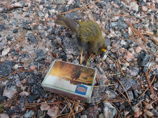 Hippiäinen (Regulus regulus) ja tulitikkulaatikko soraisella kevlin reunalla

Vähän omituinen löytöpaikka, lähellä ei ole mitään mihin törmätä ja vierellä puolenhehtaarin sekapuu metsäsaareke