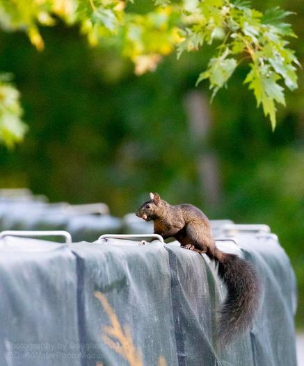 A close-up shot of a dark morph Eastern gray squirrel with dark fur, perched on the edge of a green, covered retaining wall structure, holding a nut in its mouth. The background is blurred, showing green foliage and hints of yellow leaves. The bottom left corner of the image contains a watermark: "Photography by Douglas 2025 @DarkWaterPhotoMedia".
