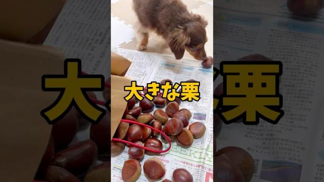 大きな栗をもらったよ #1004 #チワックス #チワワ