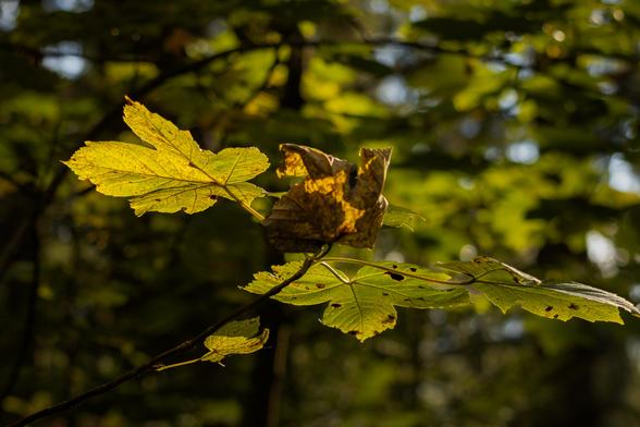 Gelbe Blätter leuchten im Gegenlicht