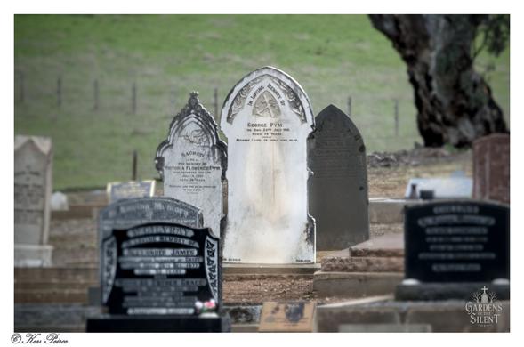 Color photograph by Kev Peirce. A shallow depth of field close-up on several older headstones in the Tungkillo Cemetery.   The central focus is a tall, arched white marble headstone, glowing slightly in the light.  Other dark and light headstones surround it, both blurred in the foreground and background, giving a layered effect.  A green hillside rises steeply in the background, and a large, dark tree trunk is partially visible on the right.